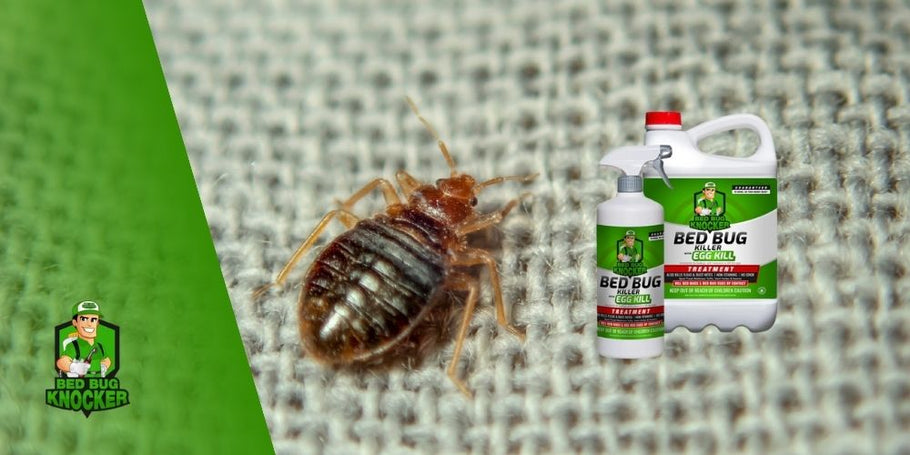 How to get rid of bedbugs permanently?