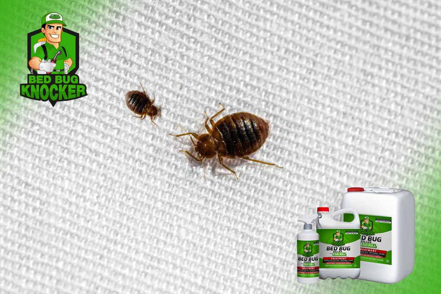 Where to Find Bed Bug Killer?